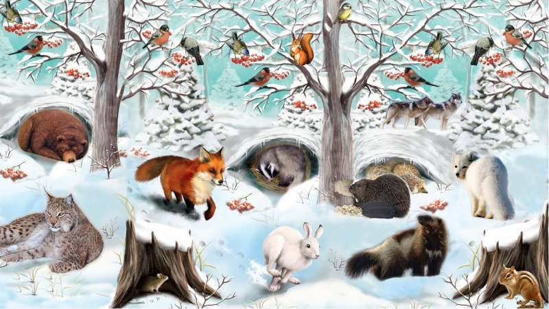 Жизнь животных зимой